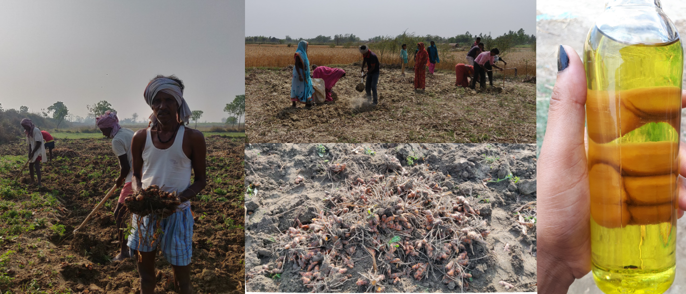 Market Report of Turmeric Fresh Root Oil